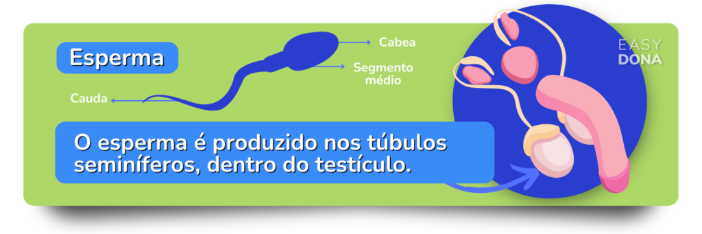 sémen-e-esperma-imagem-espermatozoide
